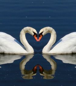 Swan swimming in lake