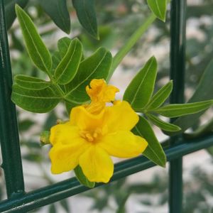 Close-up of yellow flower