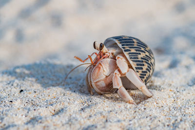 Close-up of lizard on sand