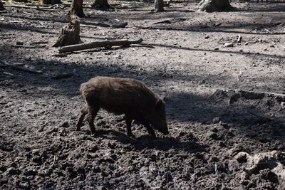 View of wild boar in forest