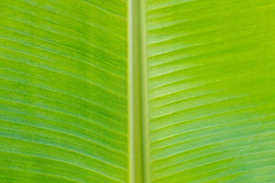 Full frame shot of palm leaf