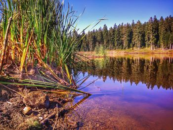 Scenic view of lake in forest against sky