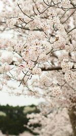 Pink flowers blooming on tree