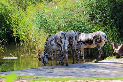 Zebras on field against trees