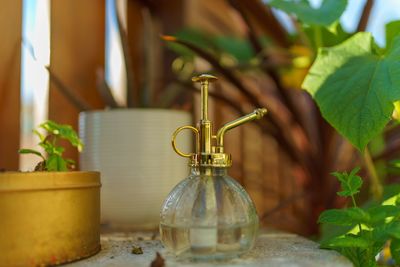 Close-up of potted plant on table at home