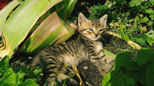 Portrait of cat