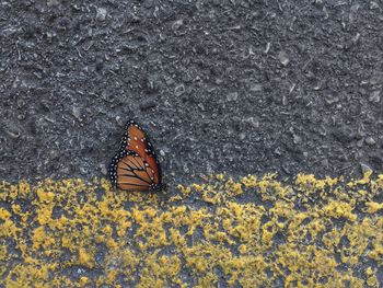 High angle view of butterfly on yellow flower