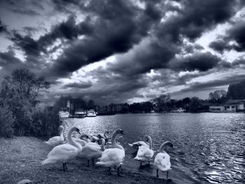 Swans and ducks swimming in lake against dramatic sky