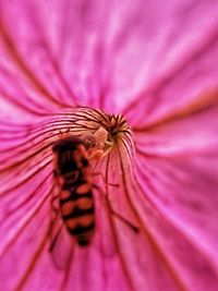 Pollinators in flowers