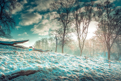 Bare trees on snow covered land against sky