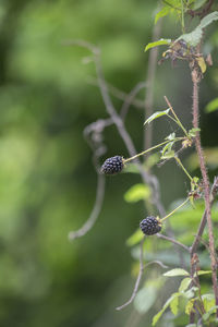 A dock weed growing upward in a meadow