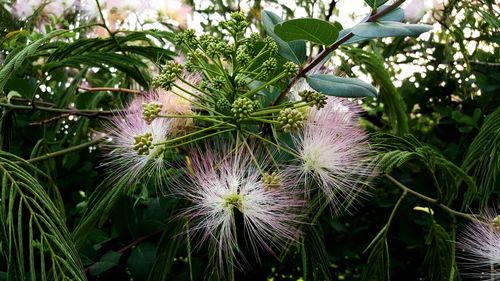 Close-up of flowers growing on plant