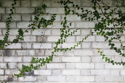 Creepers on wall