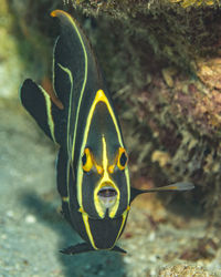Close-up of fish swimming in sea