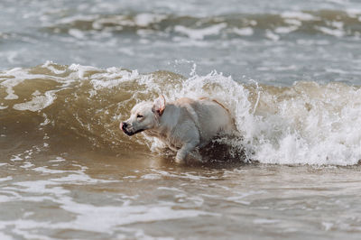 View of dog running in water