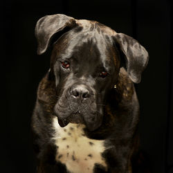 Close-up portrait of dog