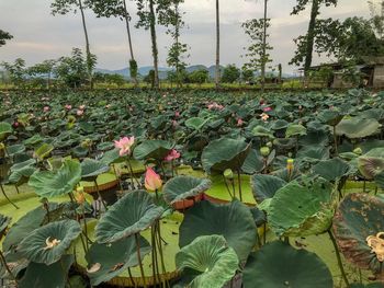 Close-up of lotus water lily in lake