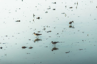 Flock of birds swimming in lake