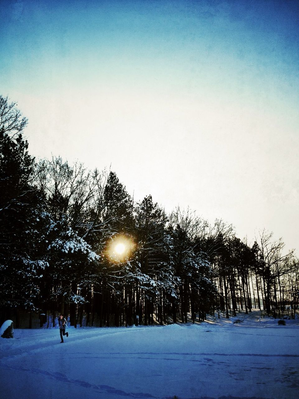 SUN SHINING THROUGH TREES DURING WINTER