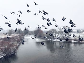 Flock of birds flying over lake during winter