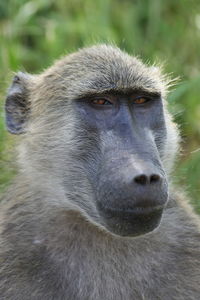 Close-up portrait of a chacma baboon papio ursinus looking into camera, victoria falls, zambia.