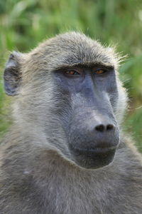 Portrait of a monkey