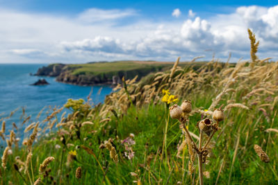 Close-up of plants by sea against sky