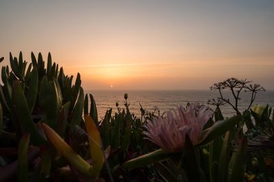 Close-up of flowering plants by sea against sky during sunset