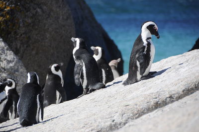 Birds perching on rock