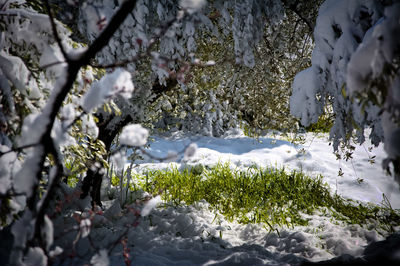 Close-up of snow covered trees