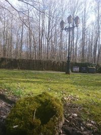 Bare trees on grassy field