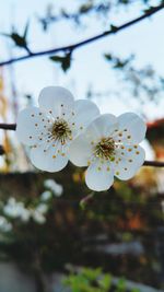 Close-up of white cherry blossoms