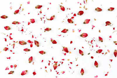 Close-up of red berries over white background