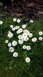 Close-up of white daisy flowers in field