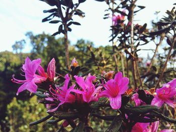 Close-up of pink flowers blooming against sky