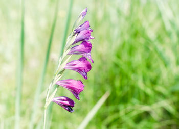 Close-up of purple flowering plant