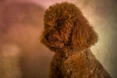 Close-up of dog outdoors