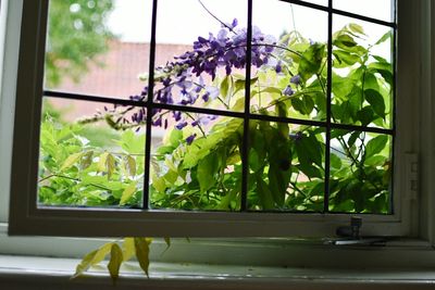 Close-up of flower seen through window