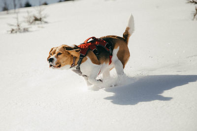 Dog on snow covered land