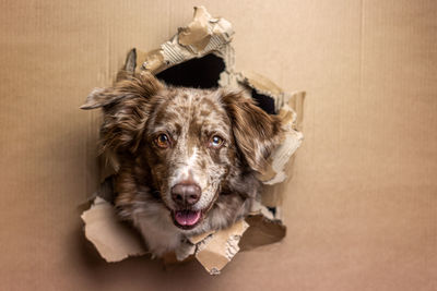 High angle portrait of dog sitting on floor