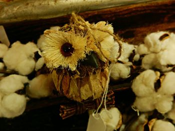 Close-up of hydrangea flowers