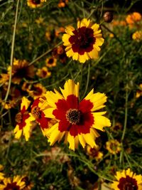 Close-up of yellow cosmos flowers blooming on field