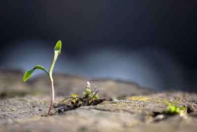 Close-up of small plant growing outdoors