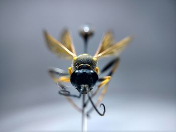 Close-up of insect