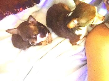 High angle view of puppy relaxing on bed