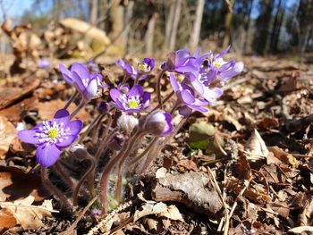 Close-up of purple crocus flowers on field