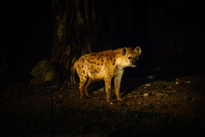 View of a cat walking on rock