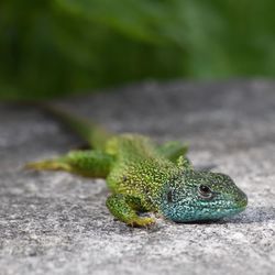 Close-up of lizard on rock