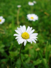 Close-up of white daisy flower