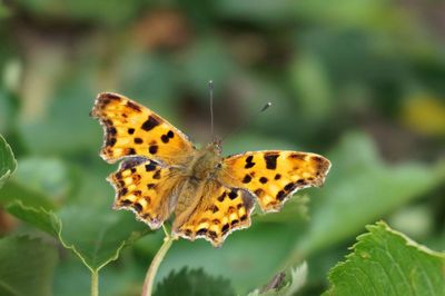 Close-up of butterfly on leaf